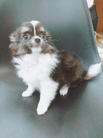 チワワ(ロングコート)