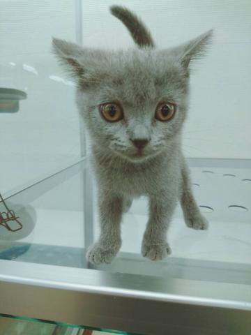 ブリティッシュショートヘア