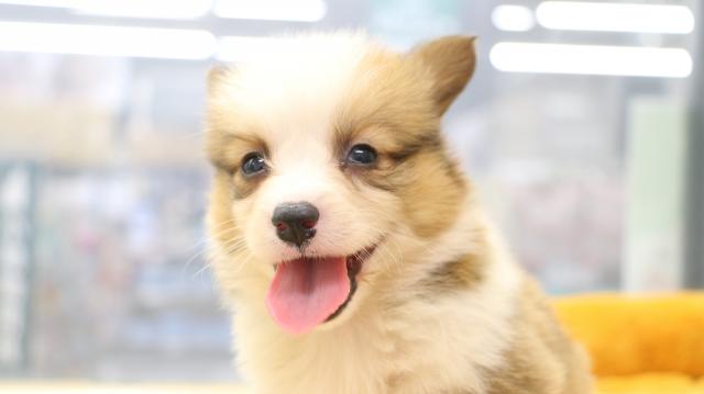 ウェルシュコーギーペンブローク