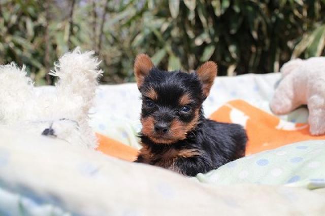 ヨークシャーテリア