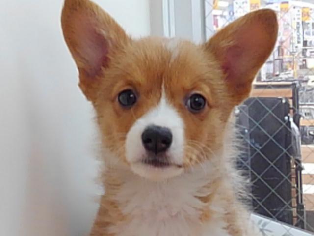 ウェルシュコーギーペンブローク