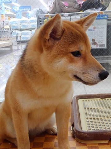 柴犬