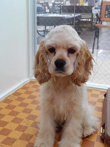 アメリカンコッカースパニエル