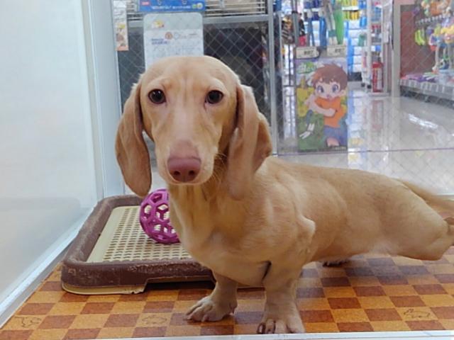 ミニチュアダックスフンド