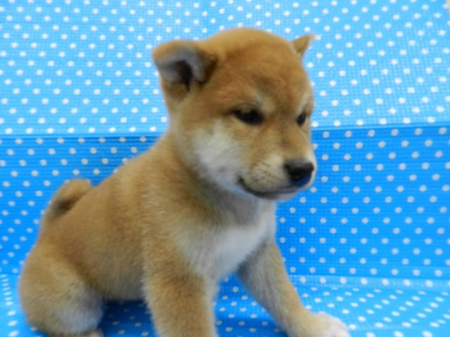 柴犬