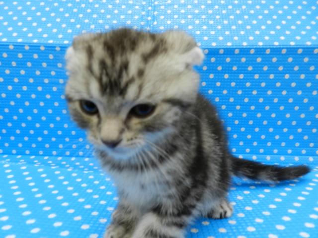 スコティッシュフォールド