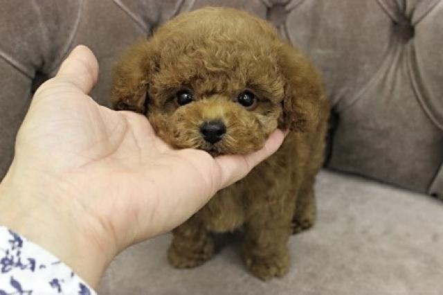 トイプードル