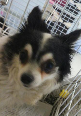 チワワ（ロングコート）