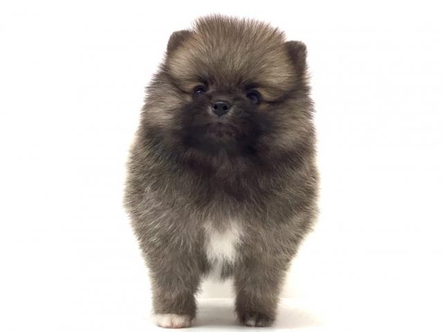 ポメラニアン