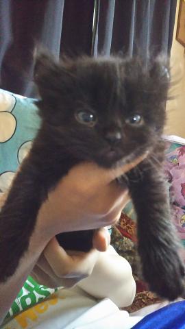 アメリカンカール