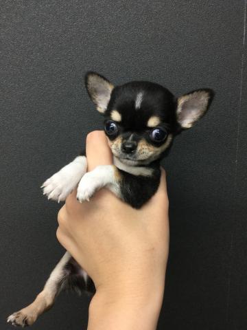 チワワ(スムースコート)