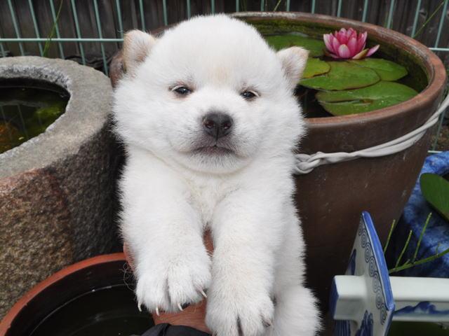 柴犬