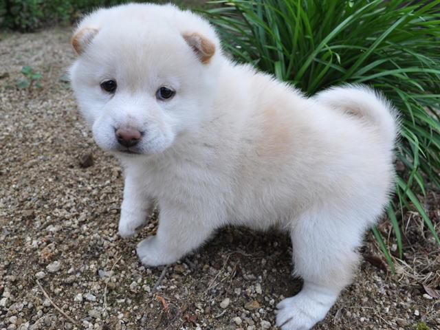 柴犬