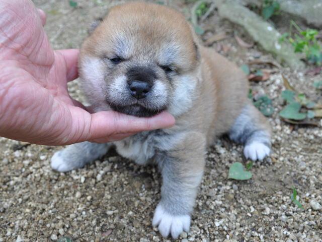 柴犬
