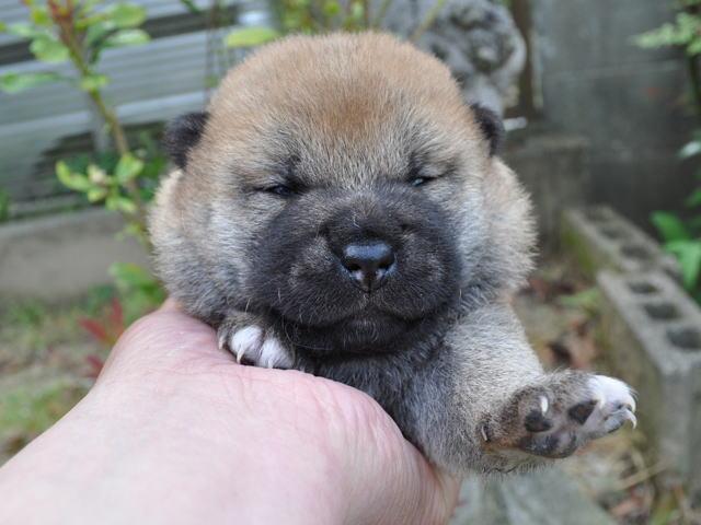 柴犬