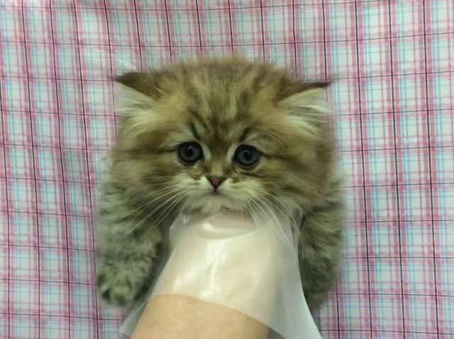 ペルシャ・ヒマラヤン