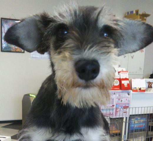 ミニチュアシュナウザー