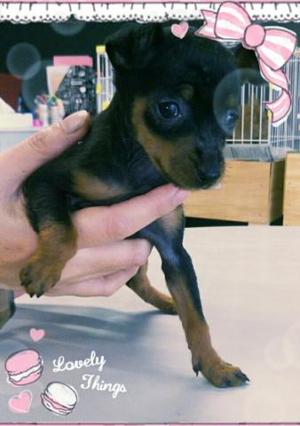 ミニチュアピンシャー