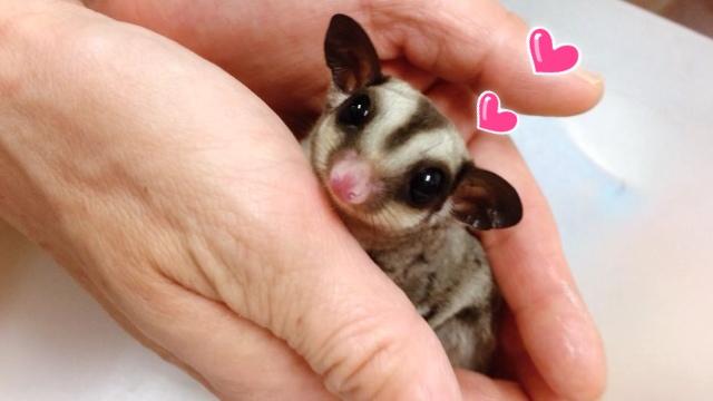 フクロモモンガ