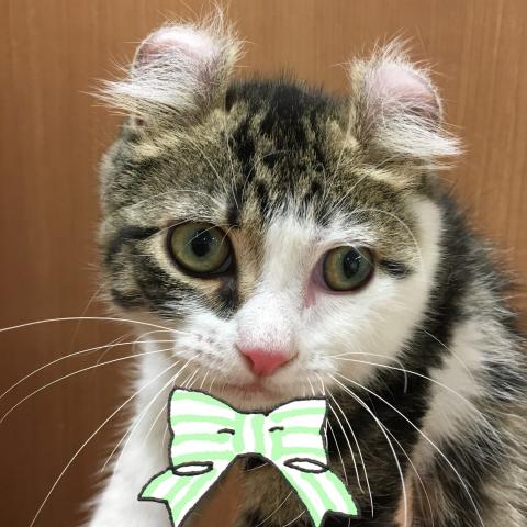 アメリカンカール