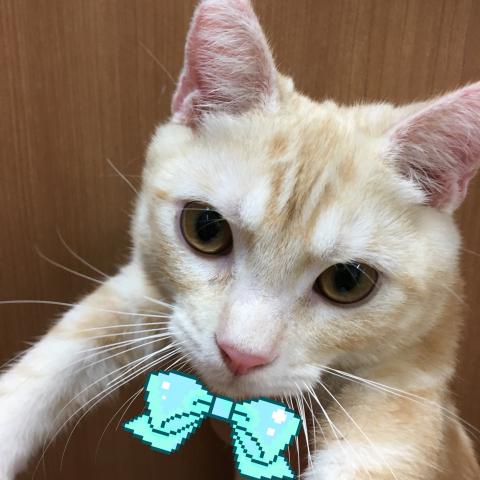 アメリカンショートヘアー