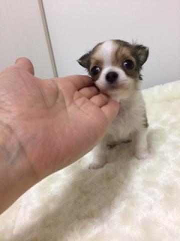 チワワ（ロングコート）