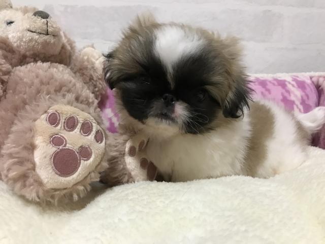 ペキニーズ