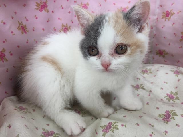 ブリティッシュショートヘア