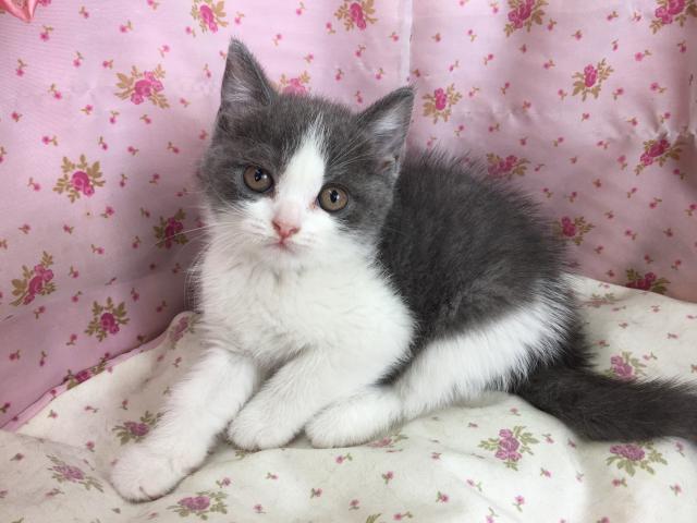 ブリティッシュショートヘア