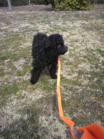 MIXプードル７５％ポメラニアン２５％のクォーターです