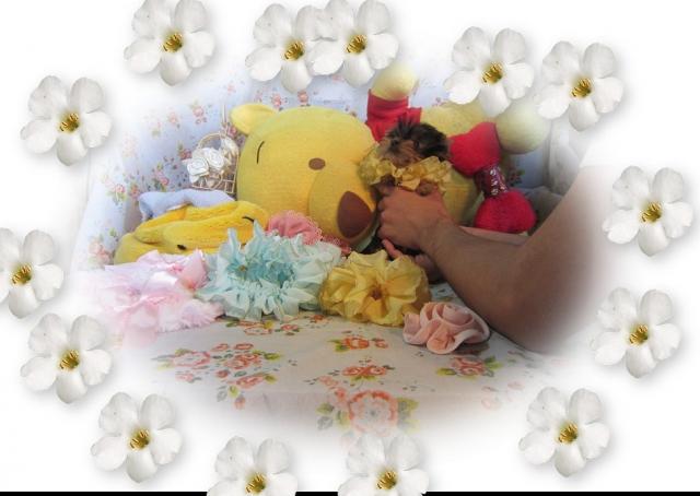 ヨークシャーテリア