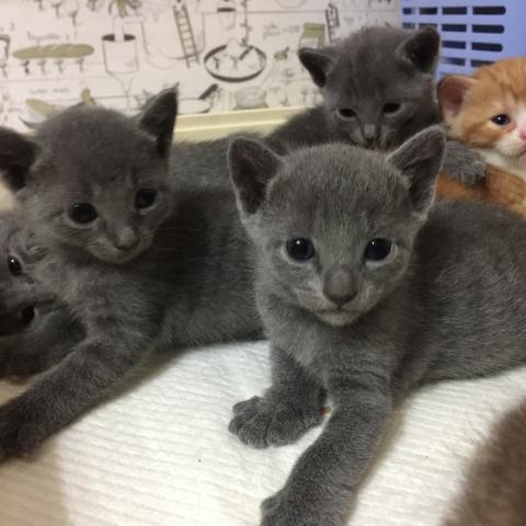 ロシアンブルー