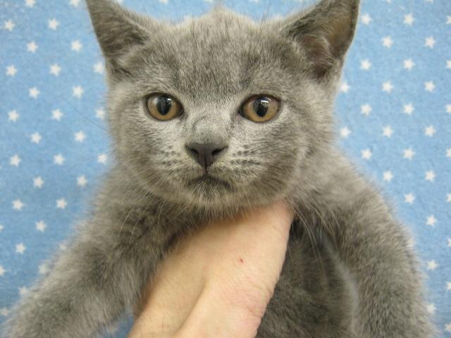 ブリティッシュショートヘア