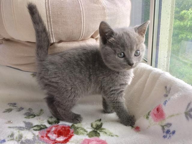 シャルトリュー