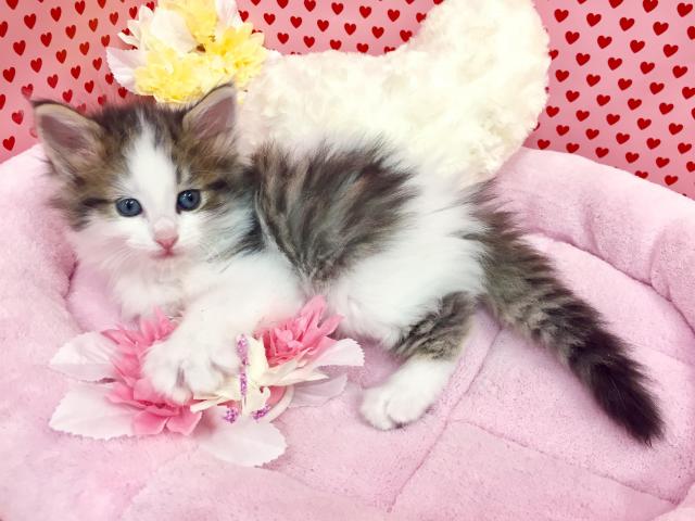 ノルウェージャンフォレストキャット