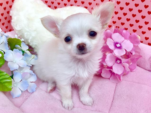 チワワ（ロングコート）