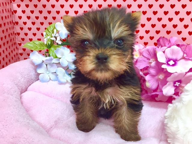 ヨークシャーテリア