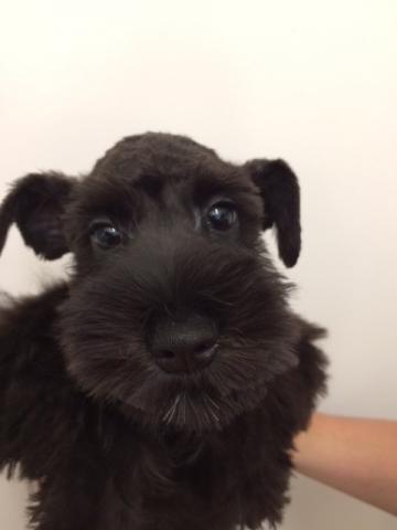 ディスワン相模大野店 神奈川県 子犬や子猫たちのペット販売情報が満載 ペットステーション