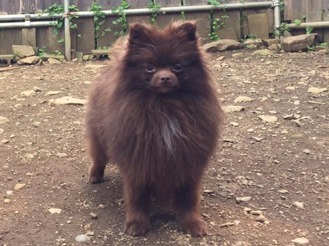 ポメラニアン