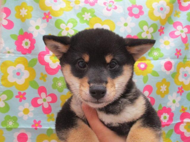 柴犬