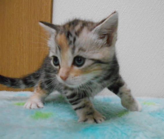 アメリカンショートヘアー