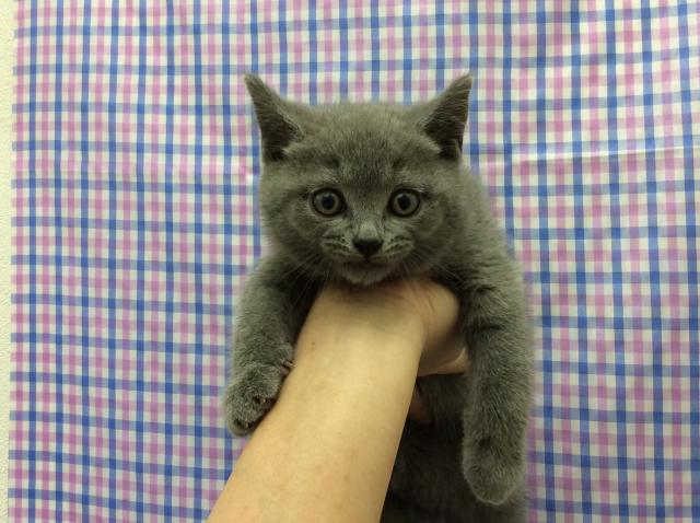 シャルトリュー