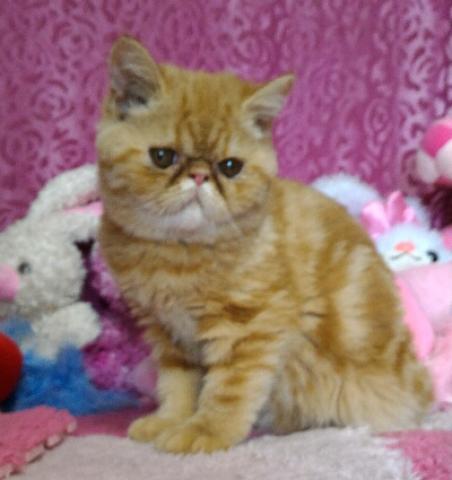 エキゾチックショートヘアー