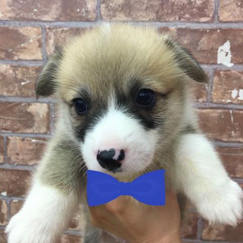 ウェルシュコーギーペンブローク