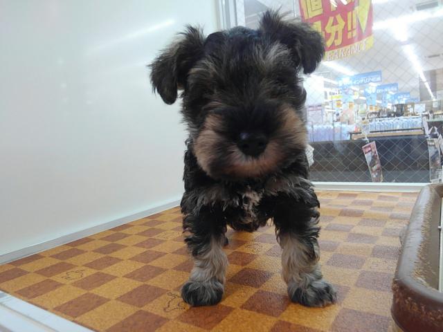 ミニチュアシュナウザー