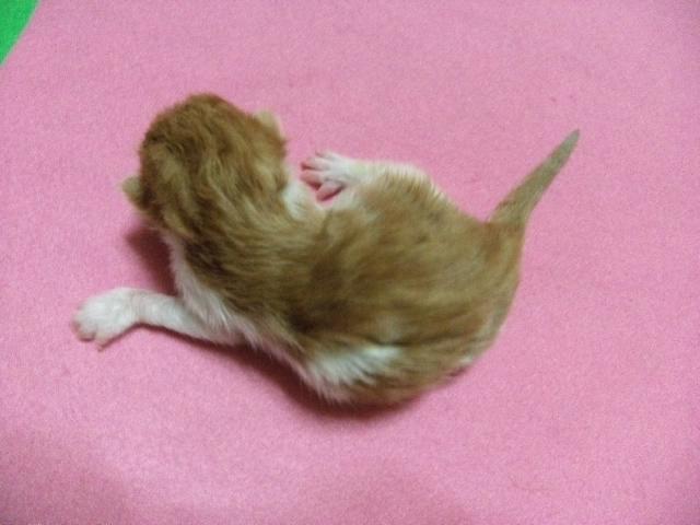 メインクーン