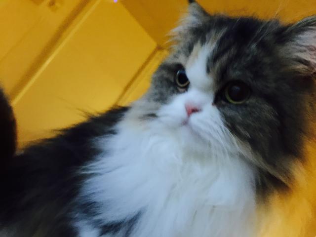 ミヌエット（旧ナポレオン）