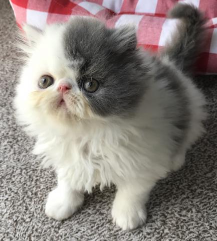 エキゾチックショートヘアー