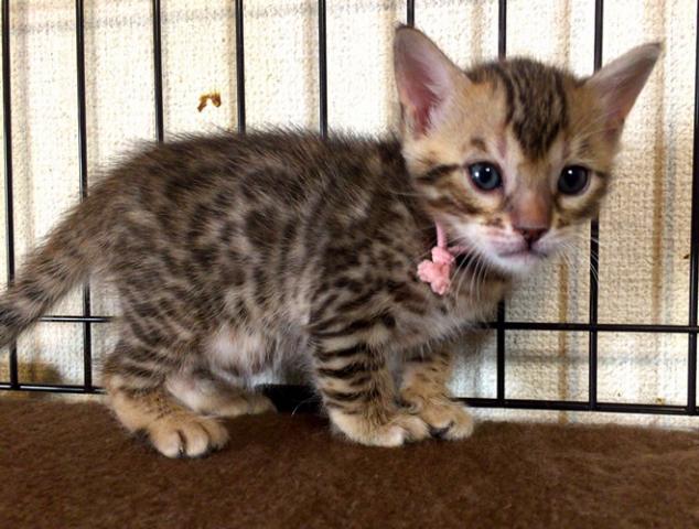 ベンガル