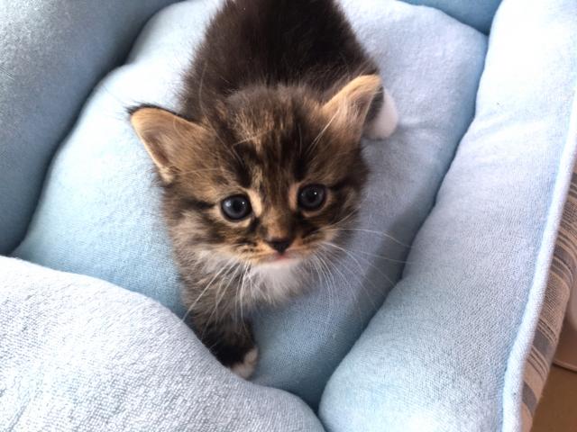 マンチカン(短足)